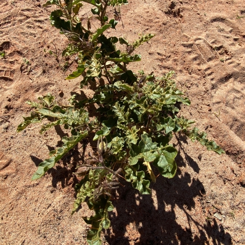 Solanum petrophilum