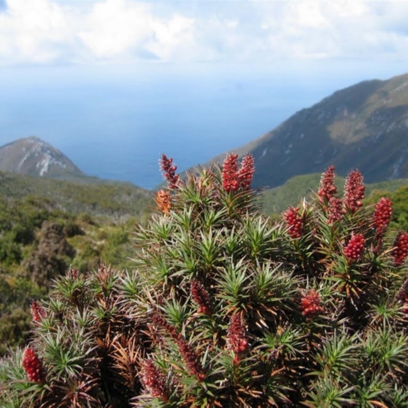 Richea scoparia