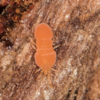 Neothrombiidae sp. (family)