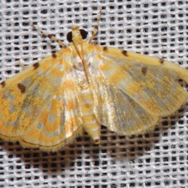 Notarcha aurolinealis