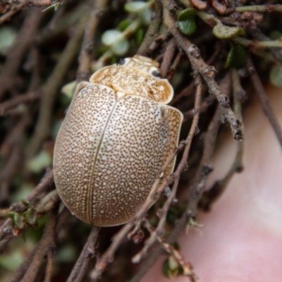 Paropsis dilatata