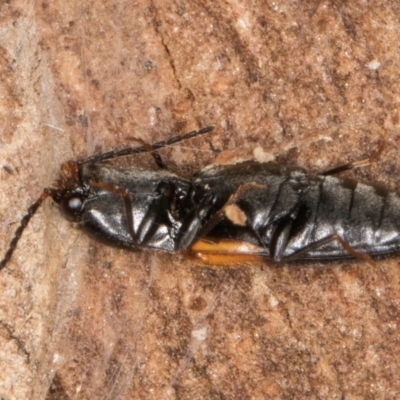 Paracardiophorus dimidiatus