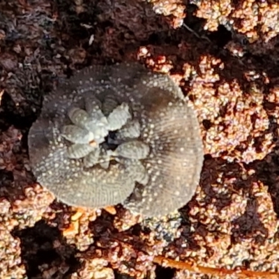 Euperipatoides sp.