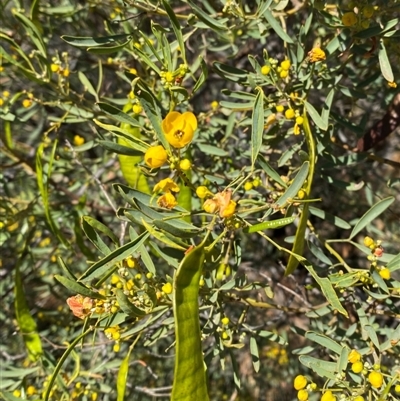 Senna glutinousa subsp. pruinosa