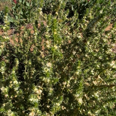 Salsola tragus