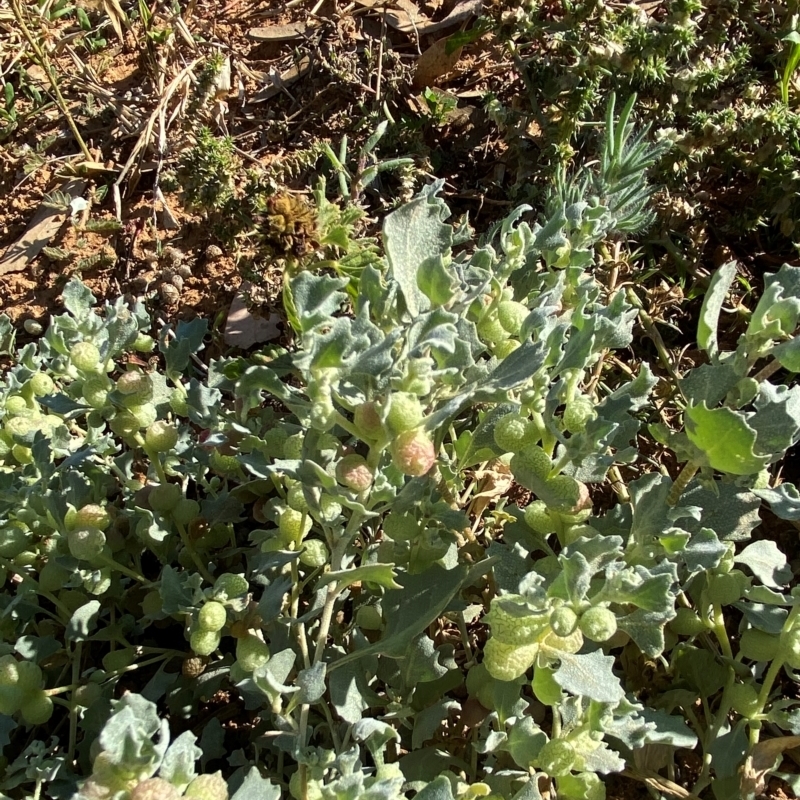 Atriplex holocarpa