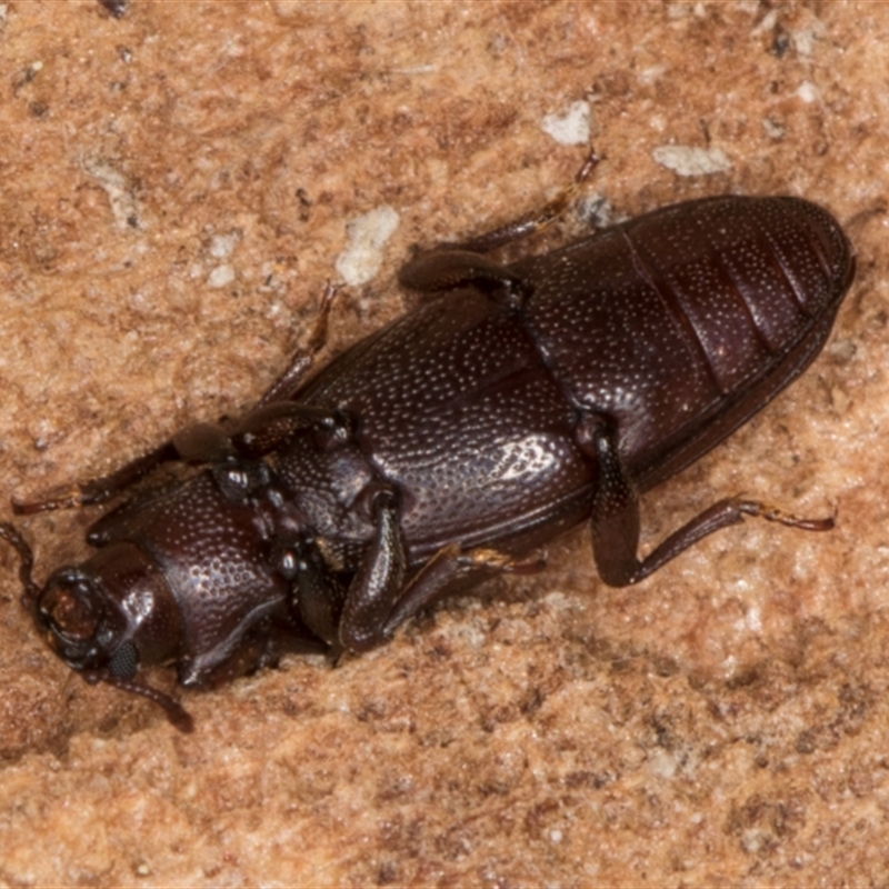 Bothrideridae sp. (family)