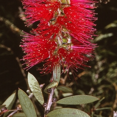 Melaleuca citrina