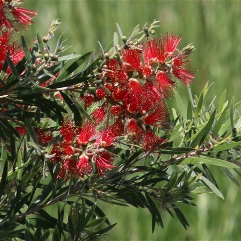 Callistemon citrinus