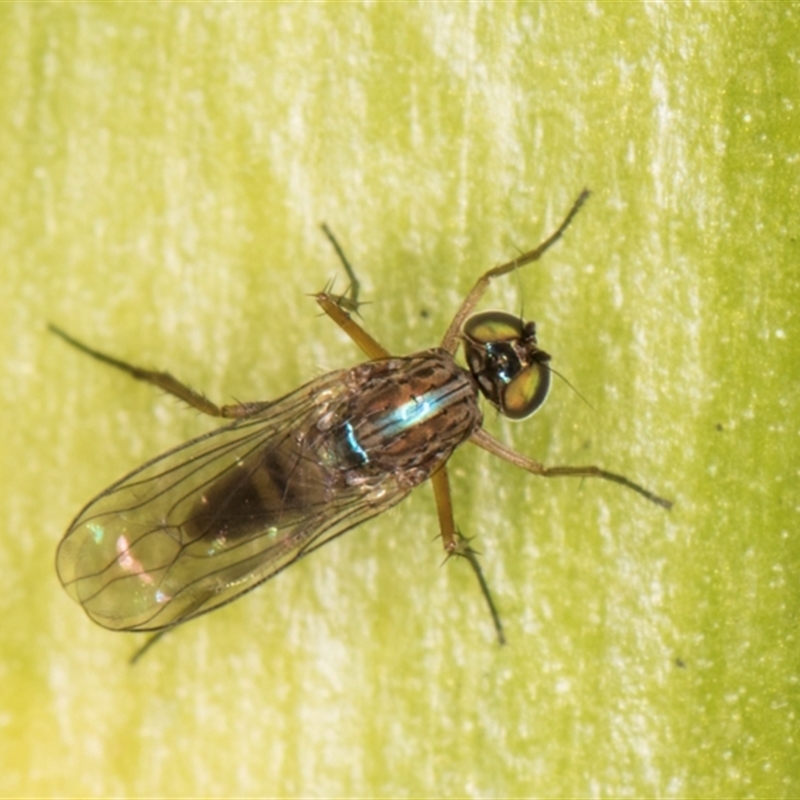 Sympycnus (Sympycnus) anomalipennis