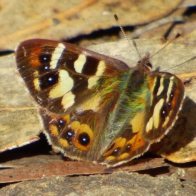 Argynnina hobartia