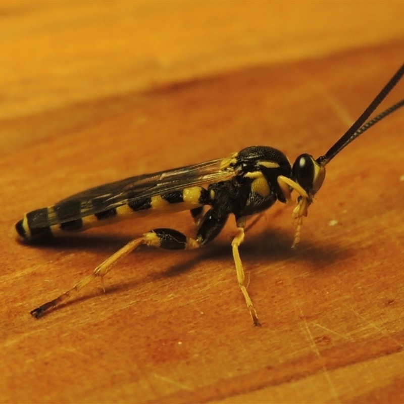 Metopius sp. (genus)