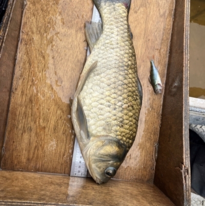 Cyprinus carpio/Carassius auratus hybrid