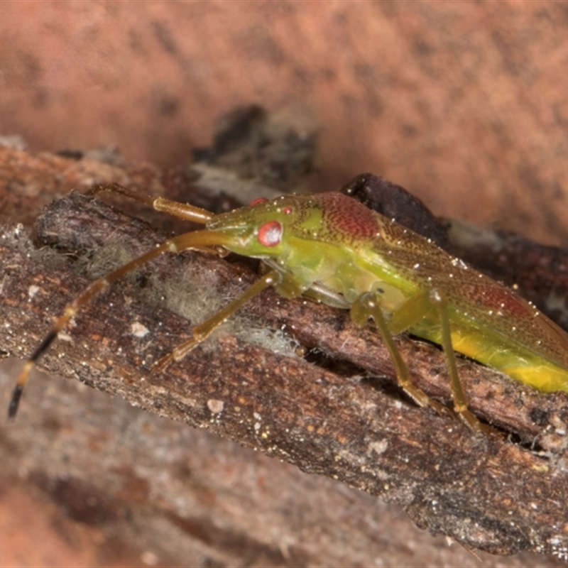 Eupolemus virescens