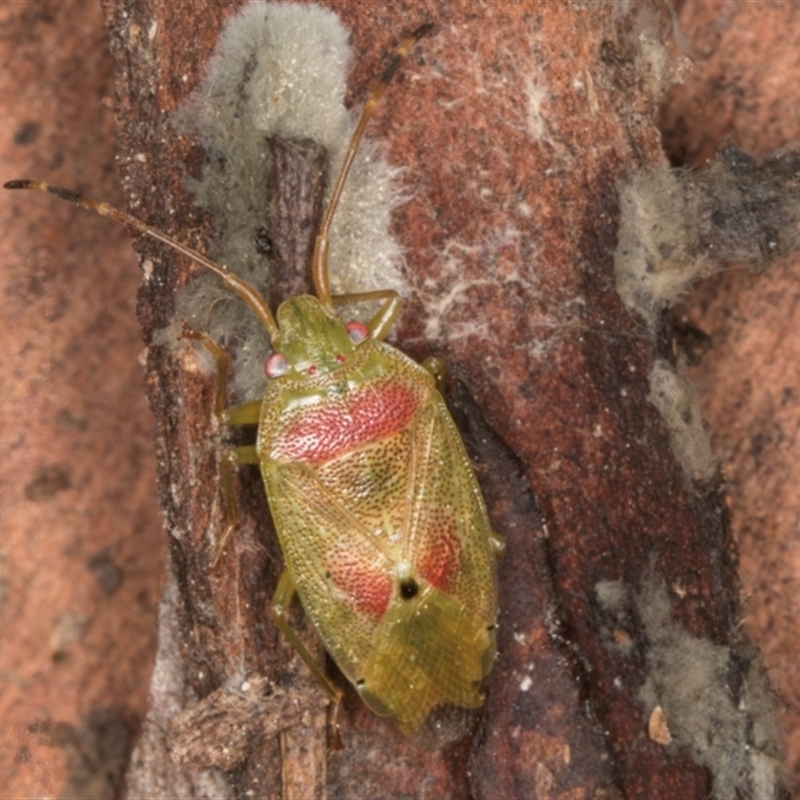 Eupolemus virescens