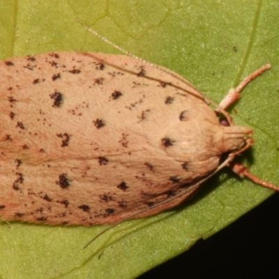 Garrha atripunctatella