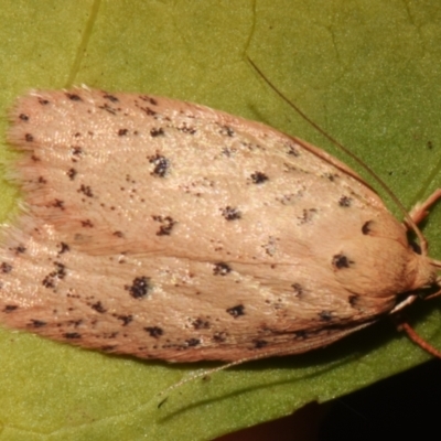 Garrha atripunctatella