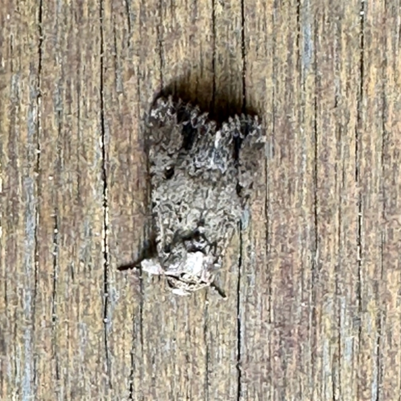 Acronicta psorallina