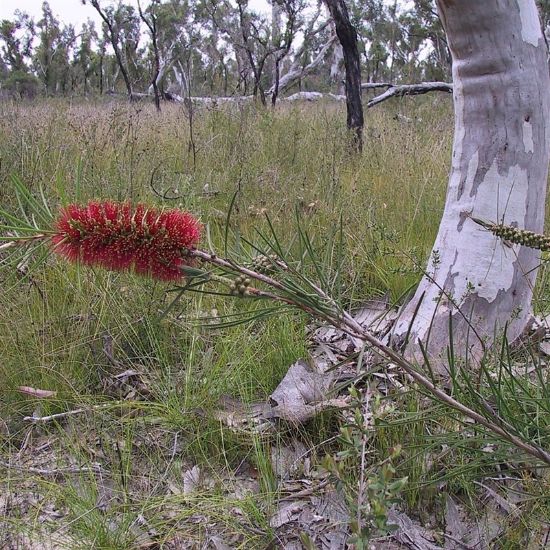 Melaleuca linearis