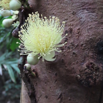 Syzygium monospermum