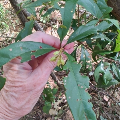 Pittosporum sp.