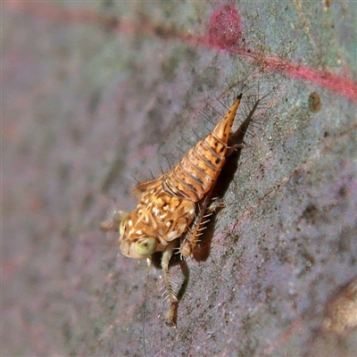 Tartessini sp. (tribe)