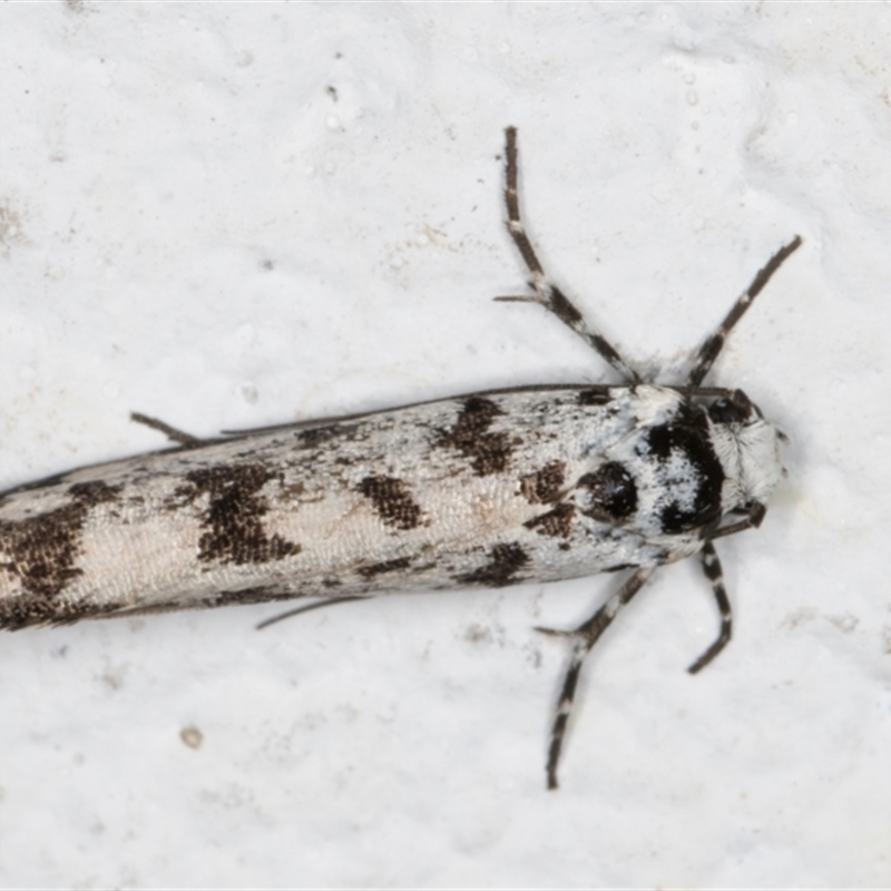 Ethmia eupostica