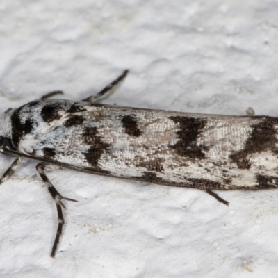 Ethmia eupostica