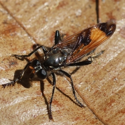 Orthogonis ornatipennis