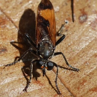 Orthogonis ornatipennis