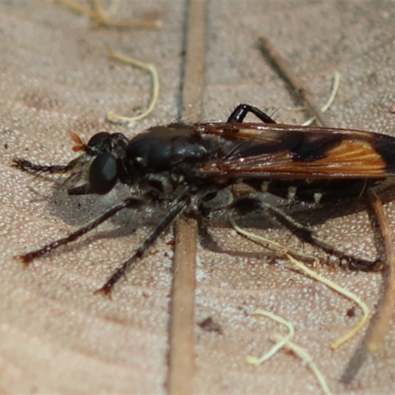 Orthogonis ornatipennis