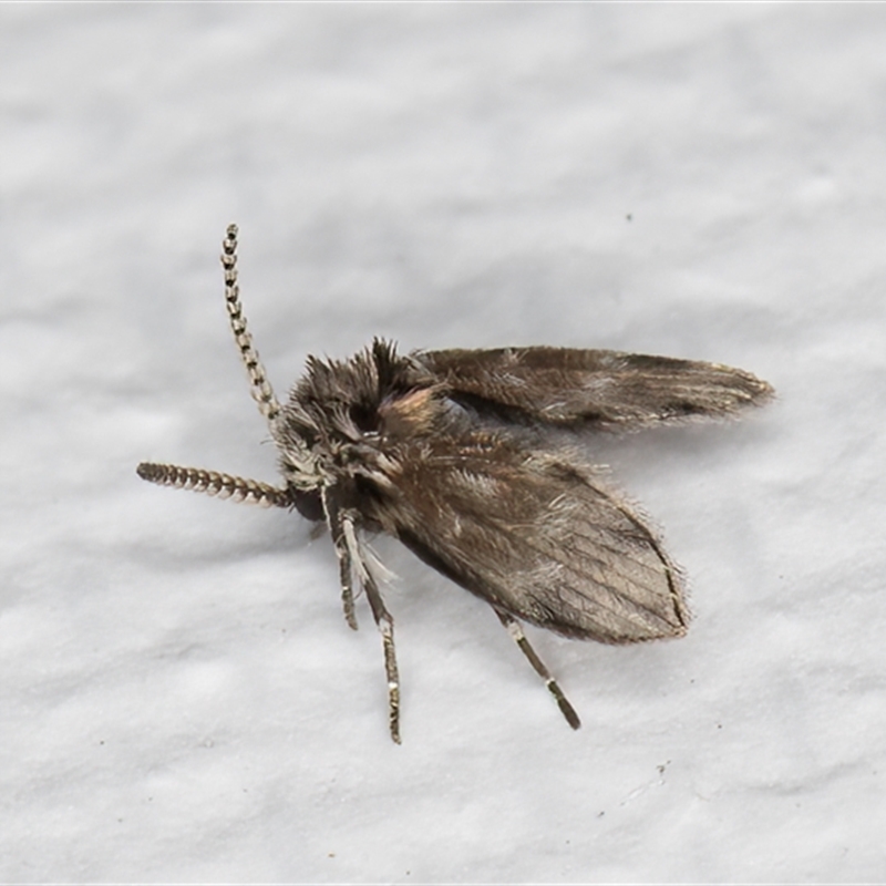 Rotundopteryx sp. (genus)