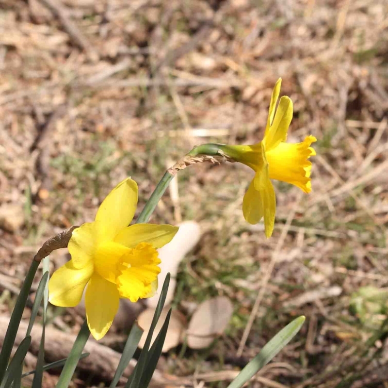 Narcissus pseudonarcissus