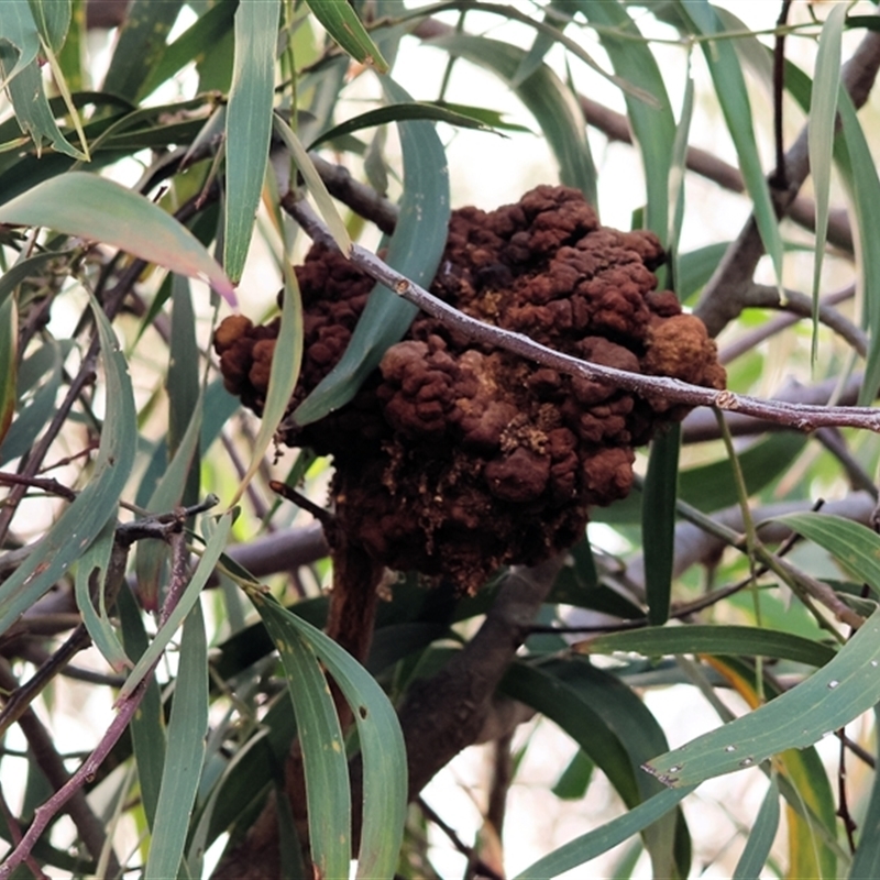 Uromycladium sp. (genus)