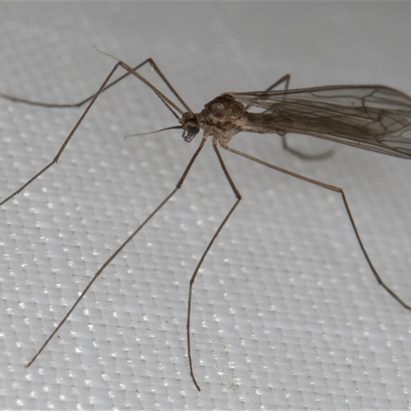 Trichocera (Trichocera) annulata