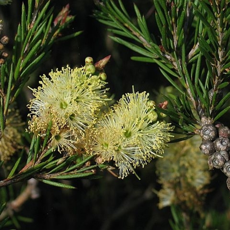 Callistemon pityoides