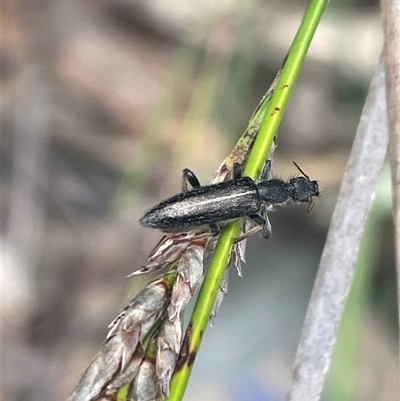 Egestria suturalis