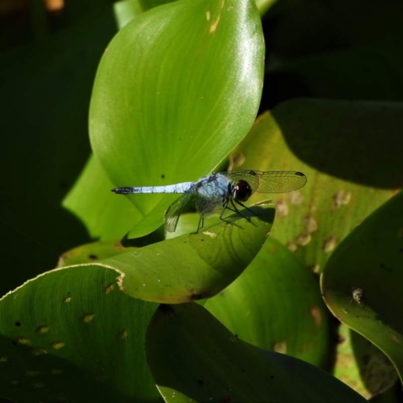 Brachydiplax denticauda