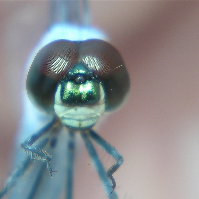 Brachydiplax denticauda