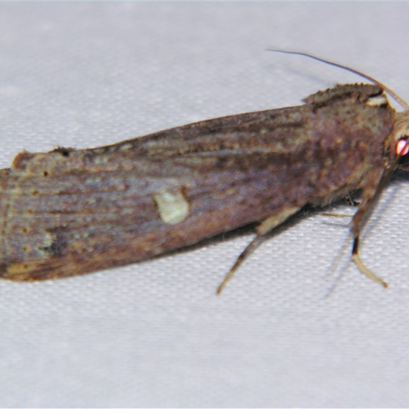 Ortholomia moluccana