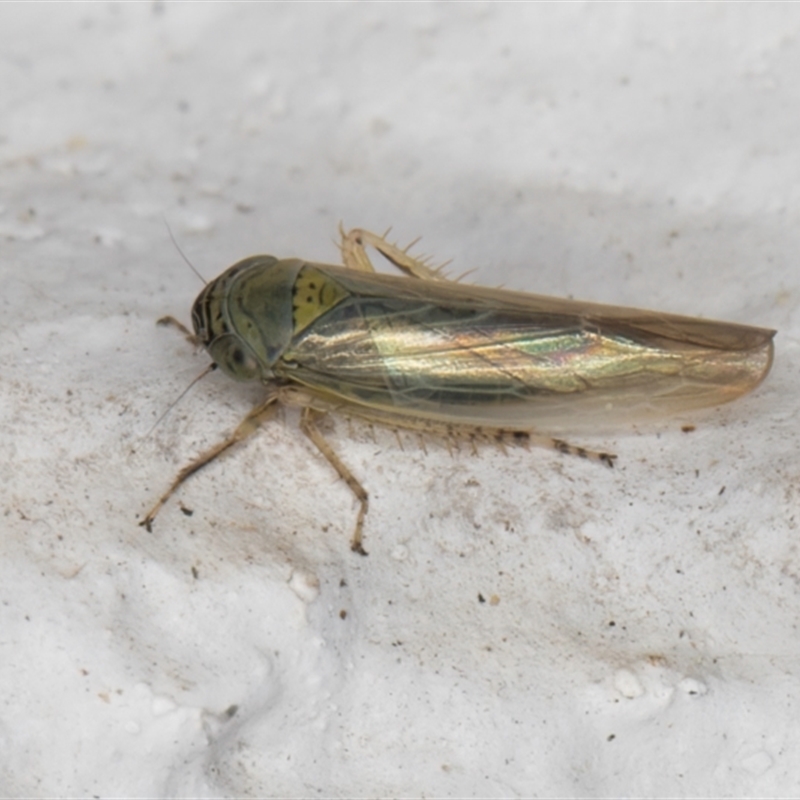 Limotettix incertus