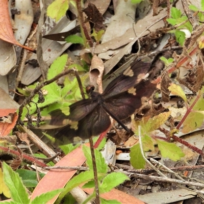 Rhyothemis princeps