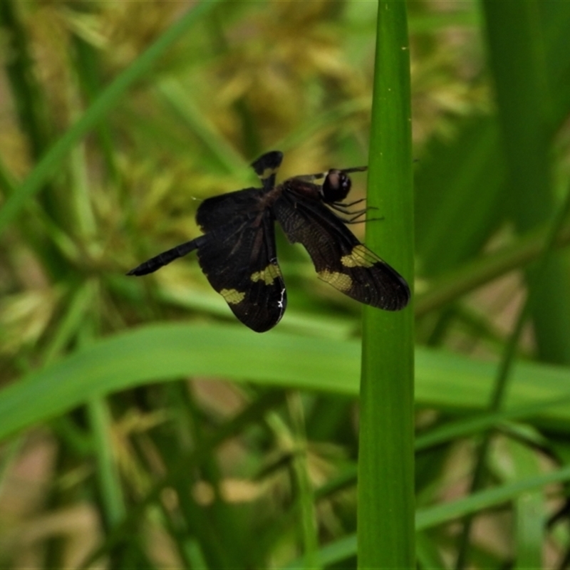 Rhyothemis princeps