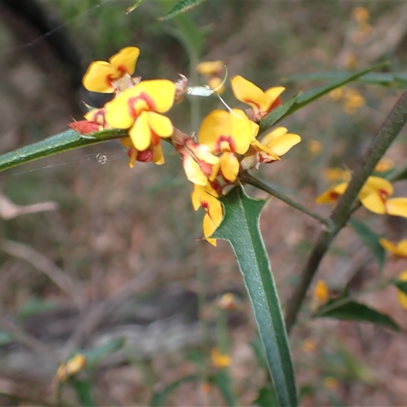 Podolobium ilicifolium