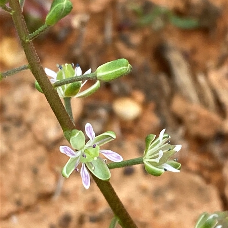 Lepidium phlebopetalum