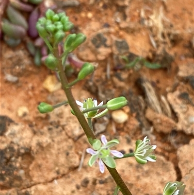 Lepidium phlebopetalum