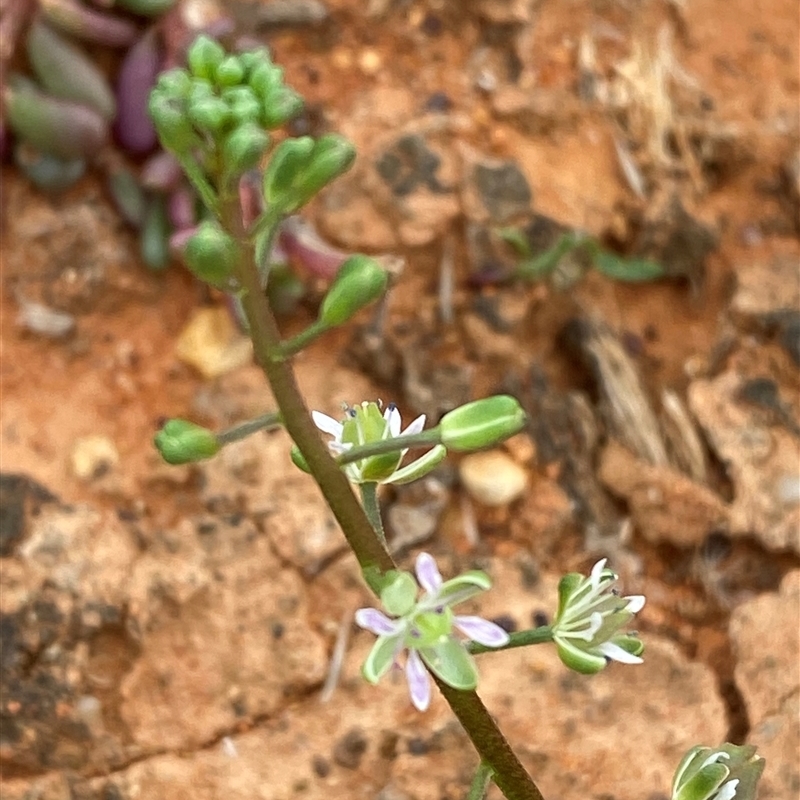 Lepidium phlebopetalum