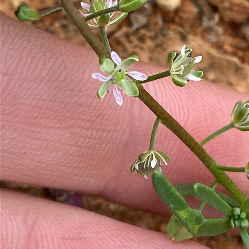 Lepidium phlebopetalum