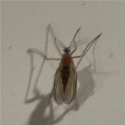 Mycetophilidae sp. (family)