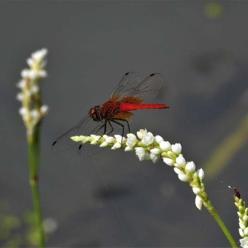 Aethriamanta circumsignata